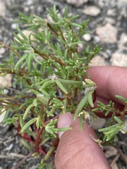 Portulaca halimoides