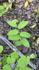 Streptopus lanceolatus