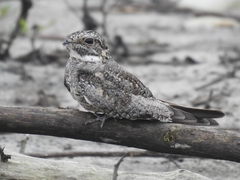 Chordeiles acutipennis