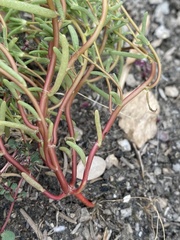 Portulaca halimoides
