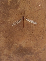 Pediciidae