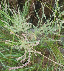 Suaeda maritima