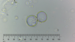 Cosmarium