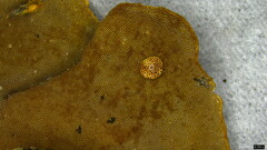Coriolopsis glabrorigens