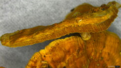 Coriolopsis glabrorigens