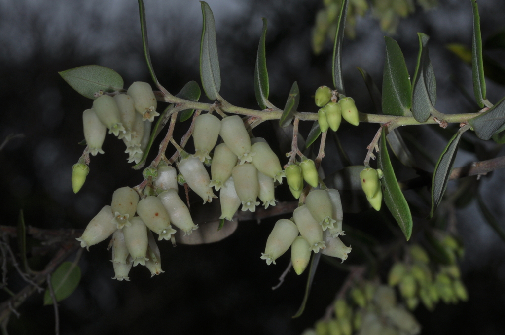 Agarista paraguayensis
