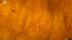 Coriolopsis glabrorigens