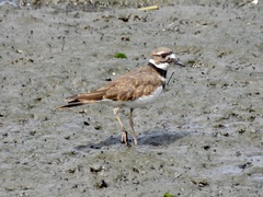 Charadrius vociferus