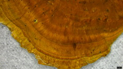 Coriolopsis glabrorigens