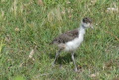 Vanellus miles novaehollandiae
