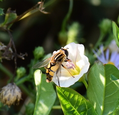 Helophilus latifrons