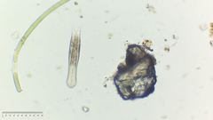 Lepidodermella