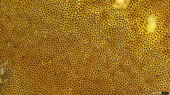 Coriolopsis glabrorigens