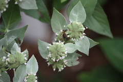 Pycnanthemum muticum
