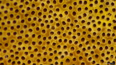 Coriolopsis glabrorigens