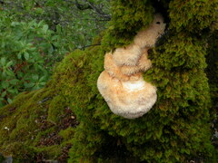 Hericium erinaceus