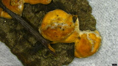 Coriolopsis glabrorigens