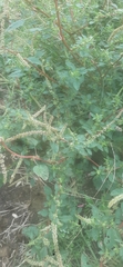 Amaranthus spinosus