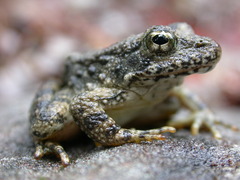 Rana boylii
