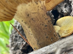 Tricholomopsis rutilans