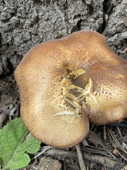 Tricholomopsis rutilans