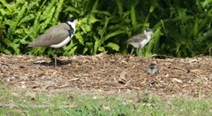 Vanellus miles novaehollandiae