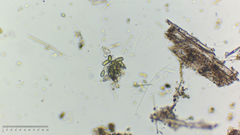 Dolichospermum