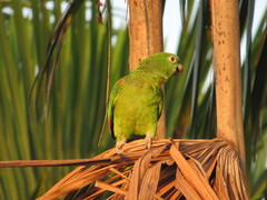 Amazona ochrocephala