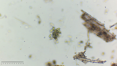 Dolichospermum