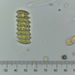 Desmodesmus hystrix - Photo (c) Phaulactis, algunos derechos reservados (CC BY-NC), subido por Phaulactis