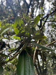 Miconia squamulosa