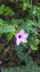 Cryptostegia madagascariensis