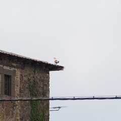 Neophron percnopterus