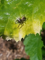 Eris militaris