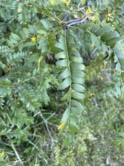 Gleditsia