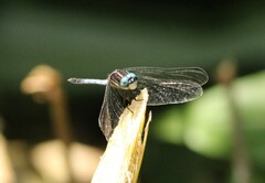Dasythemis