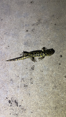 Ambystoma mavortium