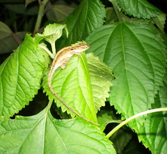 Anolis cupreus