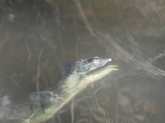 Apalone spinifera pallida