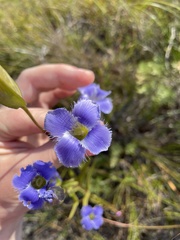 Gentianopsis virgata
