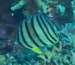 Chaetodon octofasciatus