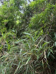 Chusquea scandens