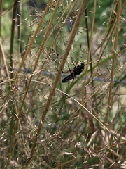 Bibio pomonae