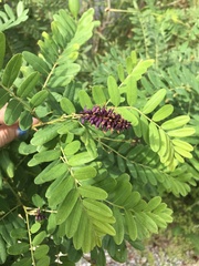 Amorpha fruticosa
