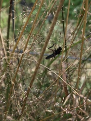 Bibio pomonae