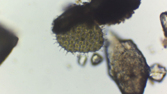 Pseudopediastrum boryanum longicorne
