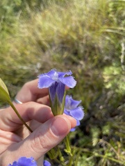 Gentianopsis virgata