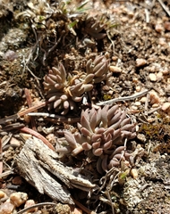 Sedum lanceolatum