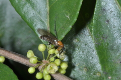 Bibionidae