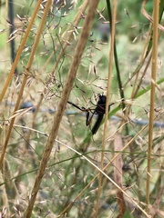 Bibio pomonae